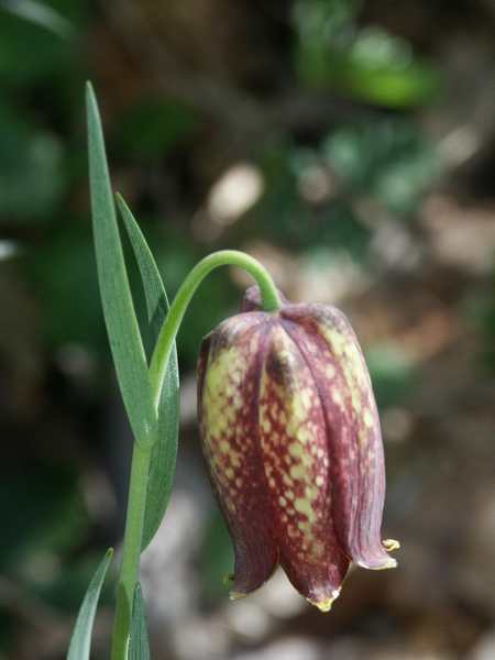 (20202)Fritillaria pyrenaica,fleur